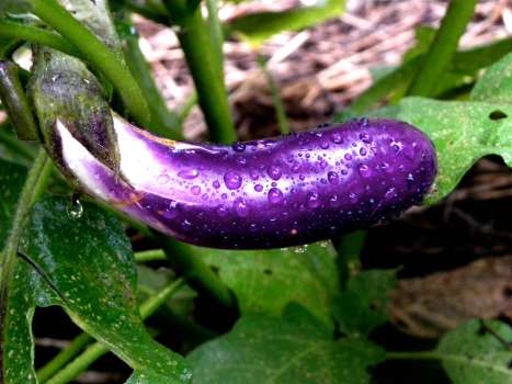 Kafa Karıştıran Bir Soru: Patlıcan Meyve Mi Yoksa Sebze Mi?