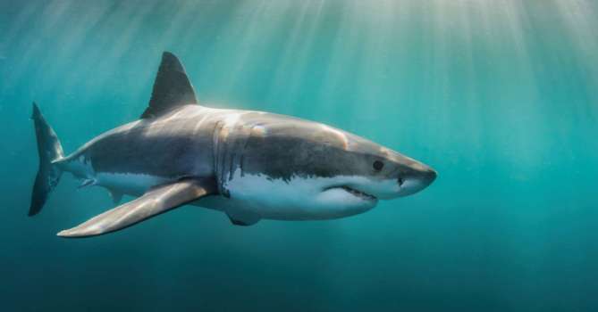 Netflix Belgesel Ekibine Köpekbalığı Saldırdı!
