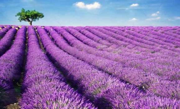 Tekirdağ Lavanta Şenliği Ziyaretçilerini Bekliyor