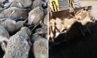 Besiciye Büyük Darbe: Ağıla Giren Kurt, 59 Koyunu Telef Etti