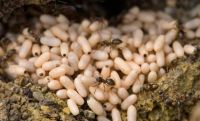 Karınca Yumurtası Yağı Nedir, Ne İşe Yarar, Faydaları Nelerdir?