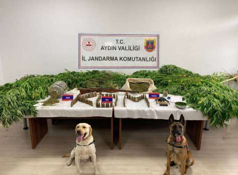 Aydın Söke’de Çiftliğe Ekilmiş Yüklü Miktarda Esrar Bulundu