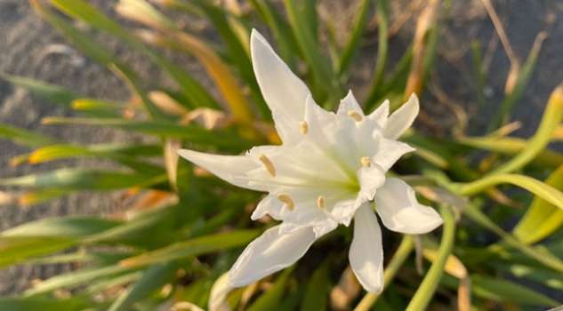Bu Çiçeği Koparmanın Cezası Büyük; Tam 244 Bin Türk Lirası!