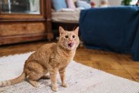 Kediler Regl Olur Mu? Kedilerin Regli Nasıl Anlaşılır?