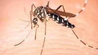 Sivrisinek Sokması Nasıl Geçer? Sivrisinek Sokmasına Ne İyi Gelir