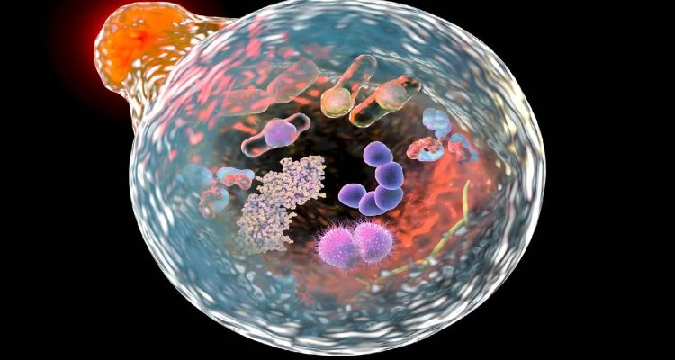 Vücudunuz Yemeyi Bıraktığınızda Kendini Nasıl Yeniliyor?