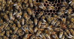 Arı Zehrindeki Madde Kanser Hücrelerini Parçalıyor Mu?