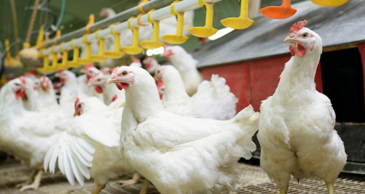 Şenpiliç Ürününde Ölümcül Bakteri Tespit Edildi: Toplatma Kararı