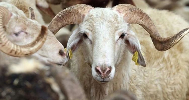 2025 Kurban Bayramı Tatili 9 Gün Olacak mı? İşte Tarihler