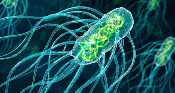 Vücuttaki Parazitleri Temizlemenin En Etkili Doğal Yolları