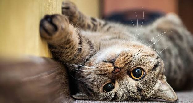 Komik Kedi Videosu: Yürüyen Merdiven İle İmtihanı Güldürdü