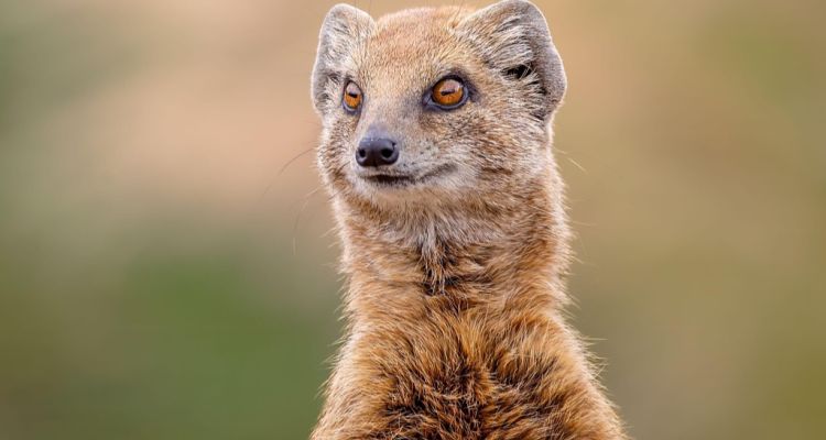 Mirket Nedir? İlginç Özellikleri - Üzüntüden Ölen Hayvan