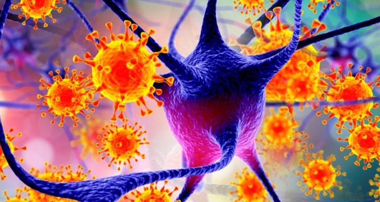 Hindistan Nipah Virüsü İle Çalkalanıyor: 100'ü Aşkın Karantina