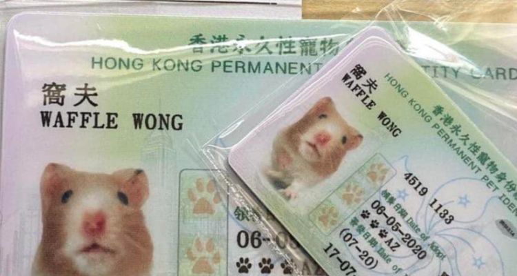 Evcil Hayvanlar İçin Kimlik Kartı: Hong Kong’da Dikkat Çeken Uygulama