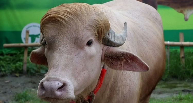 "Donald Trump" Adı Verilen Bufalo, Bangladeş'te Gündem Oldu