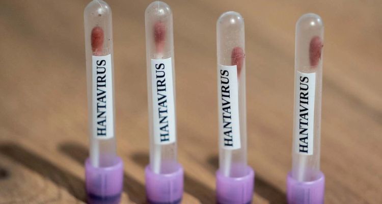 Hollanda Hantavirüs İle Çalkalanıyor: Kabin Memuru Hastanede