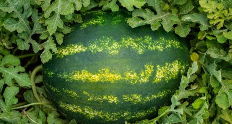 İyi Karpuz Nasıl Seçilir? Karpuz Seçmenin Yolları