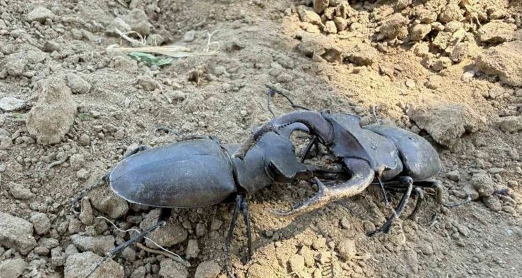 Manisa'nın Gördes İlçesinde Geyik Böceği Görüntülendi