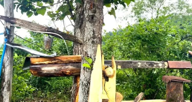 Rize'de Ayıları Kaçırma Yöntemi: Carimangana Nedir?