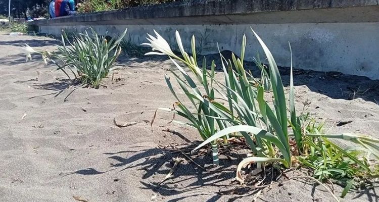 Samsun'daki Kum Zambakları Hayran Bıraktırıyor: Ürkütücü Detay!