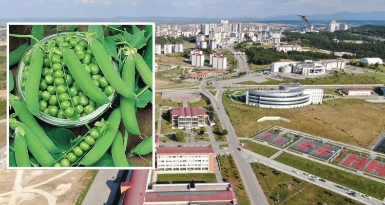 Bezelye Kabuklarından Geliştirilen Manyetik Biyokömüre Patent!