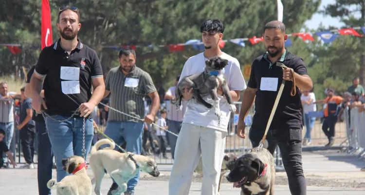 Sivas'ta Kangal Köpekleri Podyuma Çıktı: 22 İlden 253 Köpek