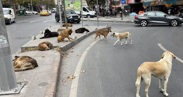 Müfettişler Yola Çıkıyor! 81 İlde Sokak Köpeği Denetimi
